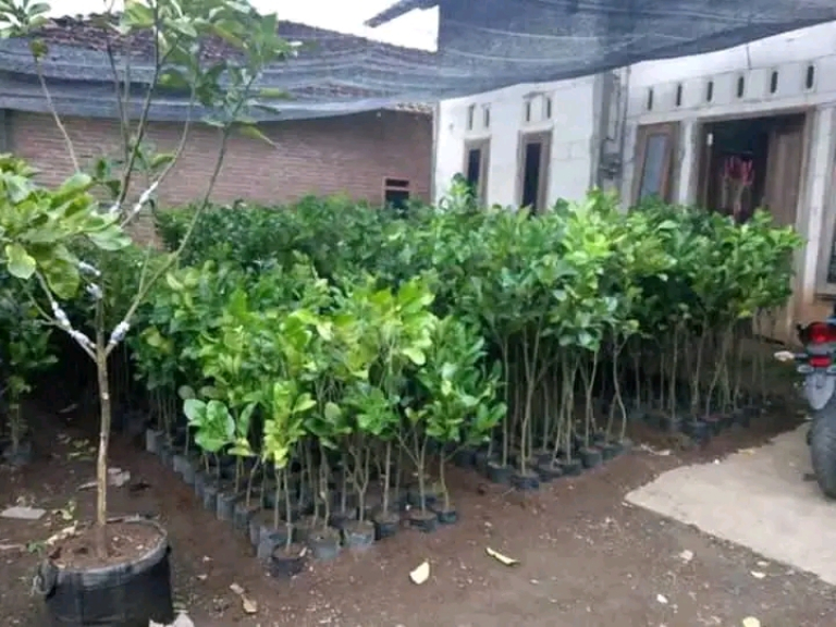 Bibit jeruk pamelo madu tanpa biji dari bageng 