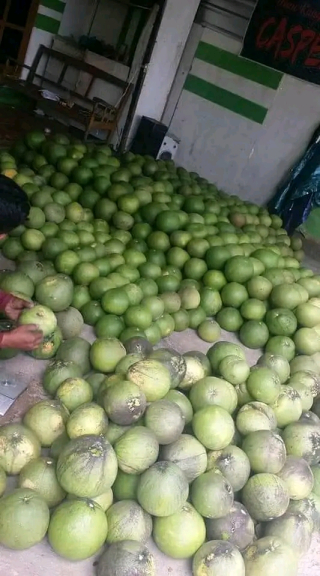 Bibit jeruk pamelo madu tanpa biji dari bageng 