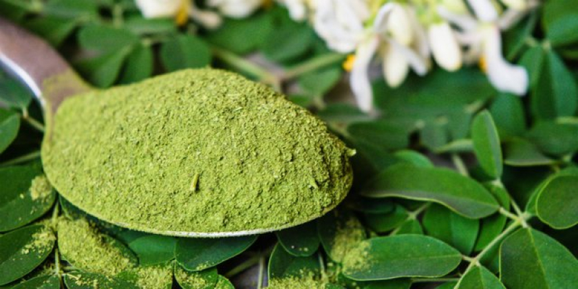 Teh Kelor Celup - Moringa Oleifera