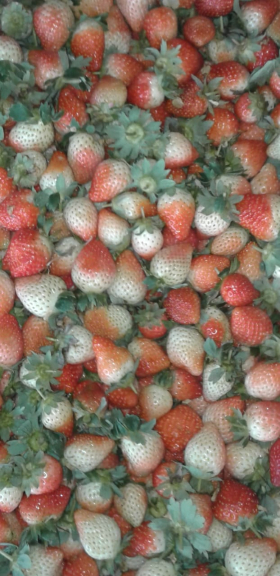 agar agar srtawberry dan sirup strawberry