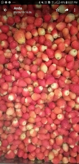 agar agar srtawberry dan sirup strawberry