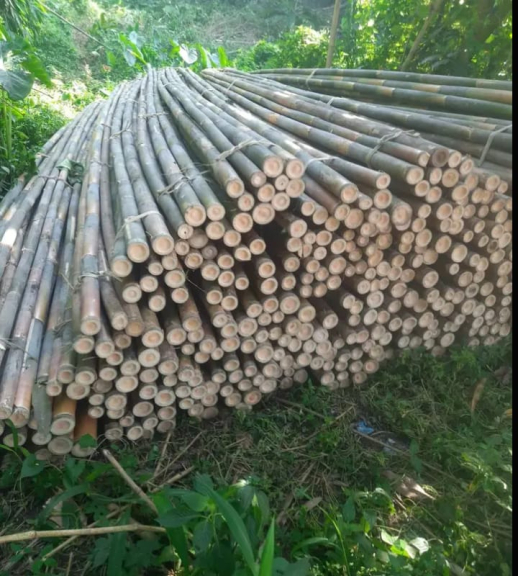 Bambu Apus 6 Meter