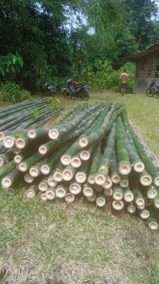 BAMBU AMPEL