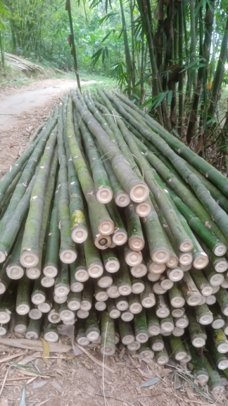BAMBU AMPEL