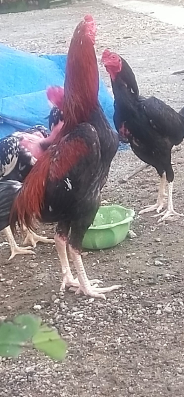 Ayam Joper dan Ayam kampung 